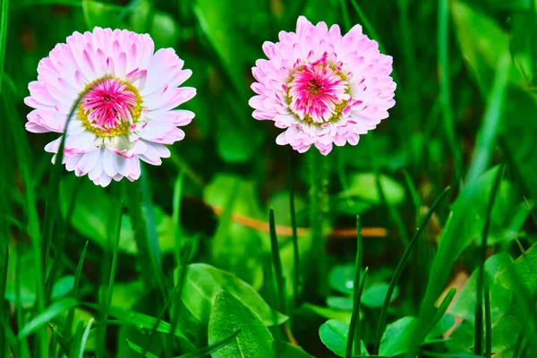 Два Розовых Полевых Цветка Крупным Планом Размытый Фон Вид Сверху — стоковое фото
