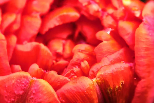 Red Toulpan Bud Blurred Background View — Stock Photo, Image