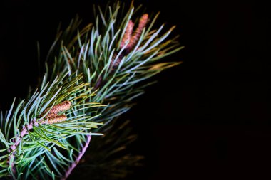 şube siyah arkaplanda yemek yedi