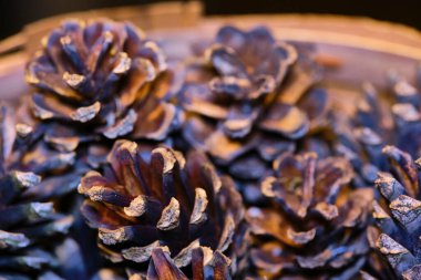 Bir sürü çam kozalağı makro fotoğraf