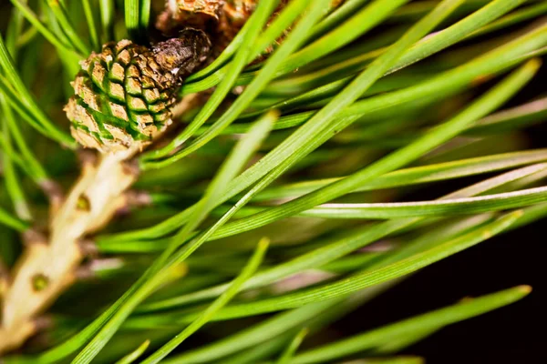 Die Beule Wächst Einem Ast Der Fichte — Stockfoto