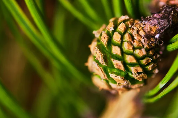 Die Beule Wächst Einem Ast Der Fichte — Stockfoto