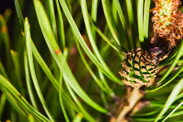 Bump Grows Branch Spruce — Stock Photo, Image