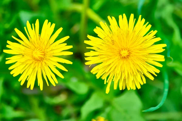 Dandelion Close Vista Cima — Fotografia de Stock