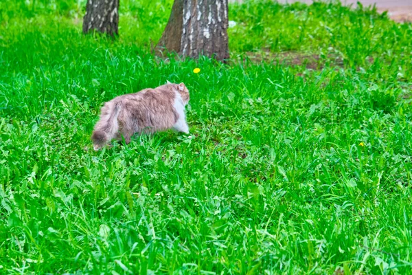 Пухнастий Кіт Проникає Траву — стокове фото