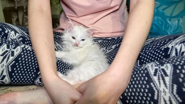 터키의 고양이 앙고라 터키에 사람의 무릎에 — 스톡 사진