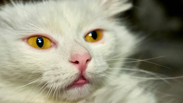 Türkische Angora Mit Gelben Augen Großaufnahme — Stockfoto