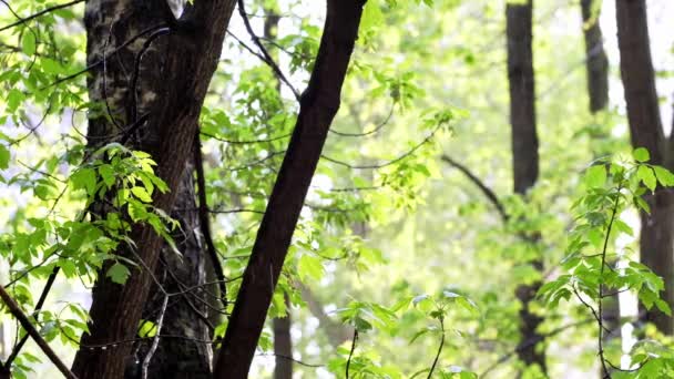 pluie le fond naturel et la texture. Image abstraite floue. couleur 