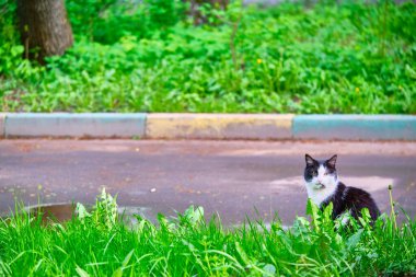 Siyah beyaz kedi yeşil çimlerde oturuyor.
