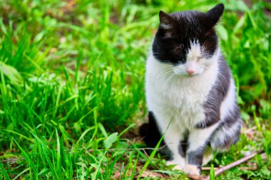 Siyah beyaz kedi çimenlerde oturuyor.