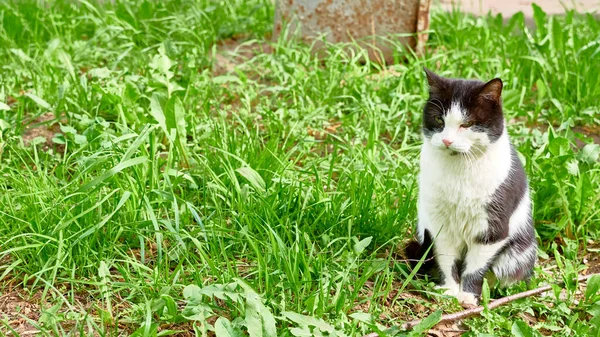 Schwarze Weiße Katze Sitzt Gras — Stockfoto