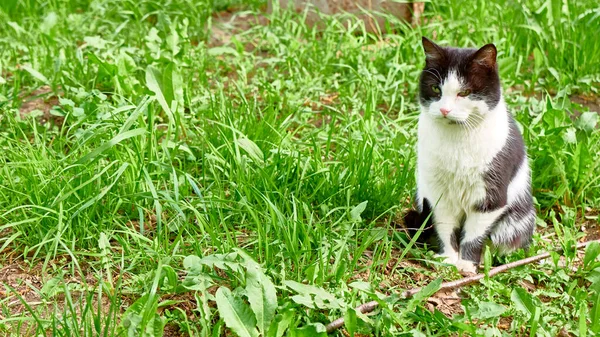 Чорно Білий Кіт Сидить Траві — стокове фото