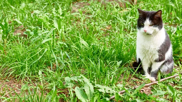 Schwarze Weiße Katze Sitzt Gras — Stockfoto