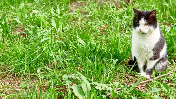 Preto Branco Gato Senta Grama — Fotografia de Stock