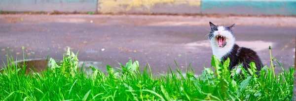 Чорно Білий Кіт Сидить Зеленій Траві — стокове фото