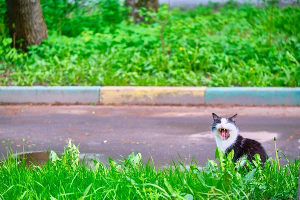 Schwarze Weiße Katze Sitzt Grünen Gras — Stockfoto
