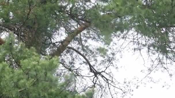 Slow Motion Shot Veel Omgevallen Bomen Snelweg Een Zomerstorm 100Fps — Stockvideo