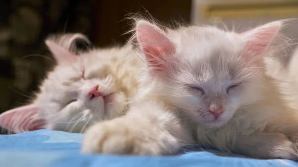 two white cats sleep in each other\'s arms