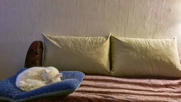 Biały Kot Śpi Poduszce — Zdjęcie stockowe