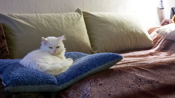 Gato Blanco Duerme Sobre Una Almohada —  Fotos de Stock