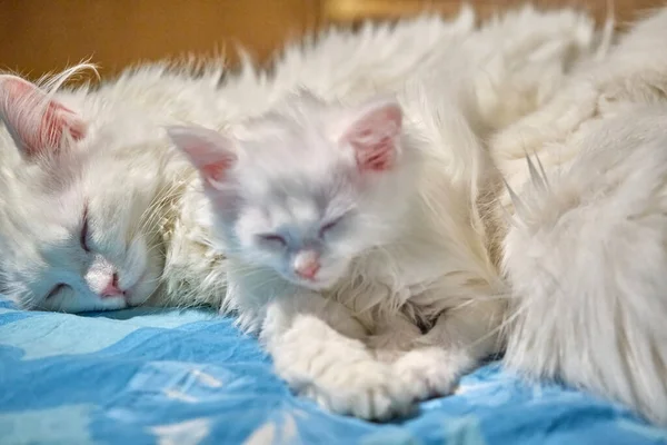 Deux Chats Blancs Dorment Dans Les Bras Autre — Photo