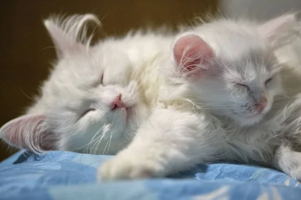 Дві Білі Кішки Сплять Руках Один Одного — стокове фото
