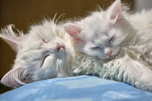 two white cats sleep in each other\'s arms