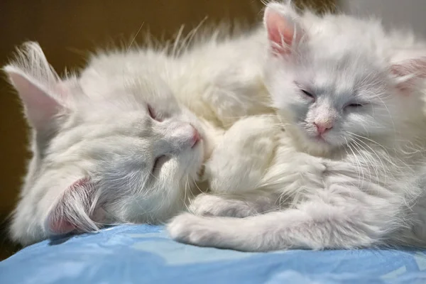 two white cats sleep in each other\'s arms