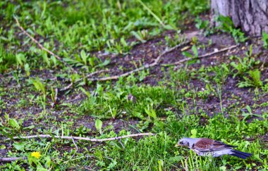 Karatavuk çimlerde oturuyor Genel plan