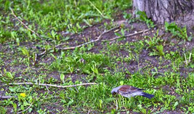 Karatavuk çimlerde oturuyor Genel plan