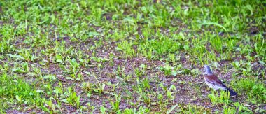 Karatavuk çimlerde oturuyor Genel plan