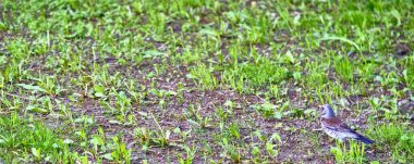 Karatavuk çimlerde oturuyor Genel plan