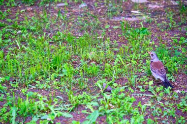 Karatavuk çimlerde oturuyor Genel plan