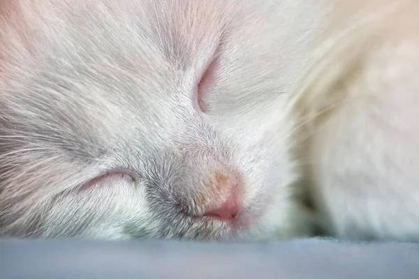 Gato Branco Dormindo Perto — Fotografia de Stock