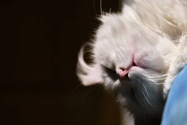 Gato Branco Dormindo Perto — Fotografia de Stock