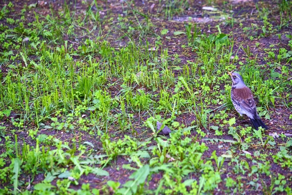 Blackbird Siedzi Trawie Plan Ogólny — Zdjęcie stockowe