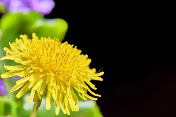 Pampeliška Uzavře Makro Slabé Světlo — Stock fotografie