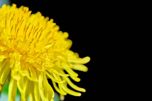 Löwenzahn Nahaufnahme Makro Wenig Licht — Stockfoto