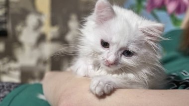 Beyaz kedi yavrusu insan elinin üzerinde oturuyor.