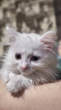 Beyaz kedi yavrusu insan elinin üzerinde oturuyor.