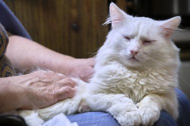 Beyaz kedi insanın kucağında oturuyor.