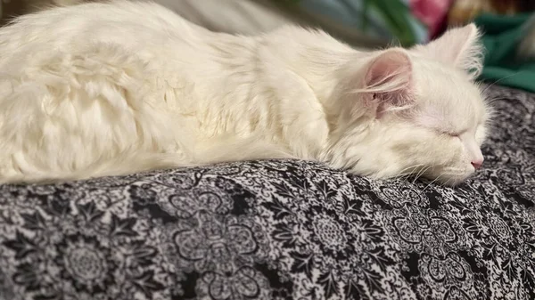 Gato Branco Jaz Colo Proprietário — Fotografia de Stock