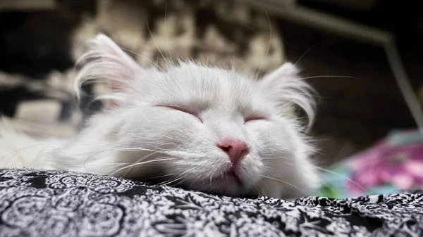 White Cat Lies Owner Lap — стоковое фото