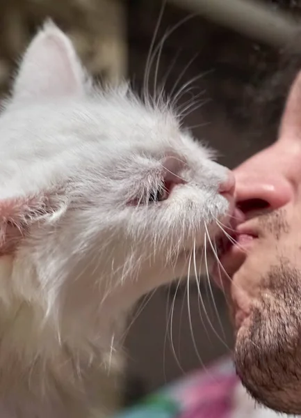 Kedi erkeği dudaklarından öper.