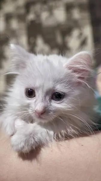 Gatito Blanco Sienta Las Manos Del Humano — Foto de Stock