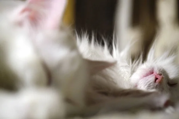 Güzel Beyaz Kedi Yakından Uyur Işık Olur Ikinci Plana Odaklanırlar — Stok fotoğraf