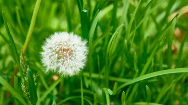 Yeşil çimlerde tüylü karahindiba, Genel plan