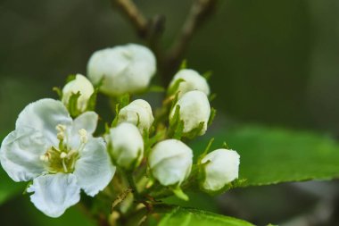 Elma çiçeği yakın plan. Bulanık arkaplan