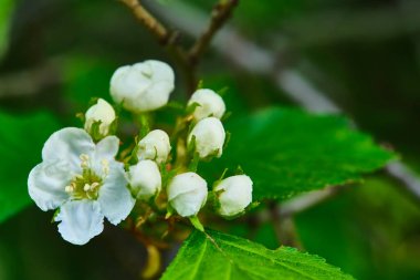 Elma çiçeği yakın plan. Bulanık arkaplan