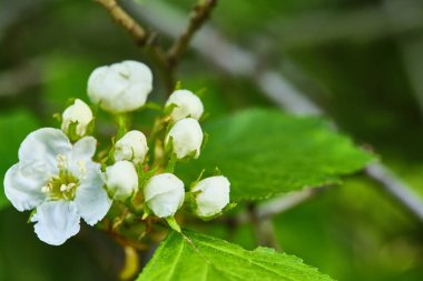 Elma çiçeği yakın plan. Bulanık arkaplan